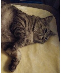 今日もにゃんこ🐈 | ペットウェア