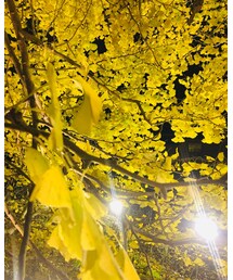 大イチョウ | その他