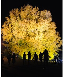 大イチョウ | その他