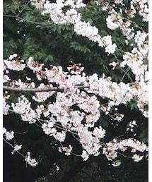 桜 | その他