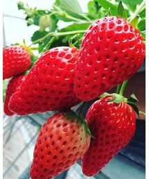 いちご狩り | その他