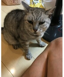 チャチャ | その他