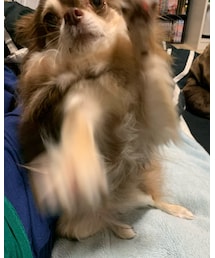 リズちゃん…いつも寝る前にバシバシ叩いて遊べって🤦‍♂️ | フィギュア