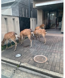 鹿さんの無法地帯になってきたね🦌 | フィギュア