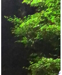 BEAUTY&YOUTH UNITED ARROWS | シャツ/ブラウス