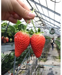 いちご狩り | その他