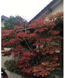 自宅の庭木🍁💕 | その他
