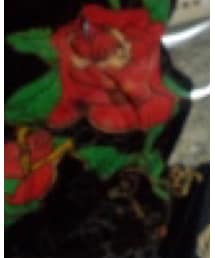 Ed Hardy | オールインワン・サロペット