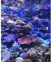 熱帯魚キレイ♡ | その他