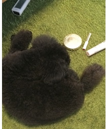 わんこ(ᐡ・ﻌ・ᐡ) | その他