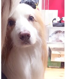 ボーダーコリー | その他