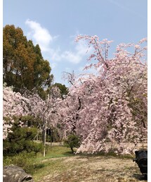 平安神宮 | その他