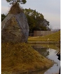 Hollister | ダウンジャケット/コート