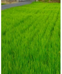 コシヒカリ | その他