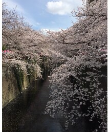 満開🌸 | その他