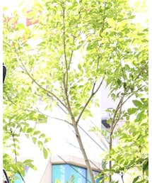 BEDWIN & THE HEARTBREAKERS | ハンチング/ベレー帽