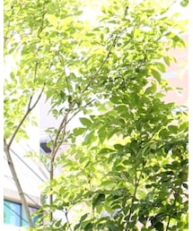 The Stylist Japan | サングラス