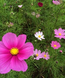 コスモス(その他)