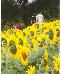 ひまわり | その他