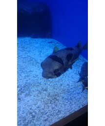 可愛い魚🐡 | その他