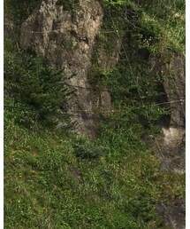 BURBERRY BLACK LABEL | ポロシャツ