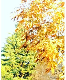 BAPE KIDS by a bathing ape | パーカー