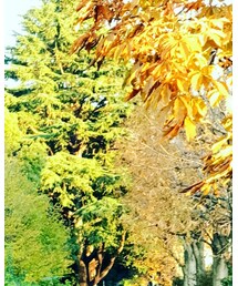 NIKE | カーゴパンツ