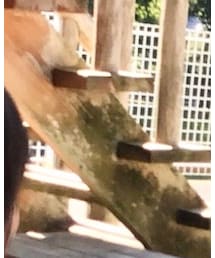 DAISO | ヘアバンド