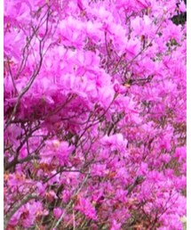 Right-on | Tシャツ/カットソー