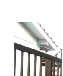 grove | シャツ/ブラウス