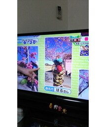 テレビ | その他