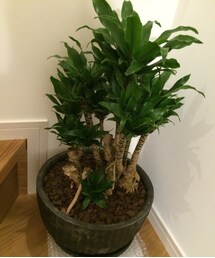 ドラセナ『たけし』 | 新築祝いにいただきましたー。次男。(その他)