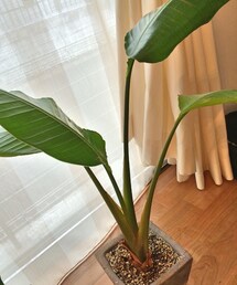 オーガスタ『チャーリー』 | 長い付き合い。長男。(その他)