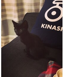 新しいファミリー😽 | その他