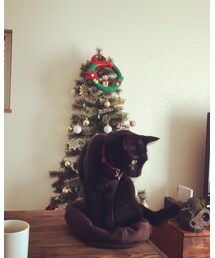 僕のキャスケット帽がペタんこ🙀 | その他