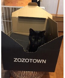 我が家の猫 | その他