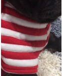 犬用の「トップス(その他トップス)」
