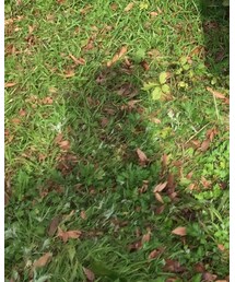 Lenabrace | イヤリング