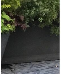 TOMORROWLAND  | シャツ/ブラウス