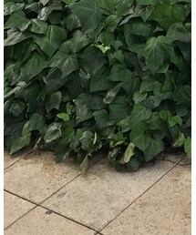 CA4LA | ヘアバンド