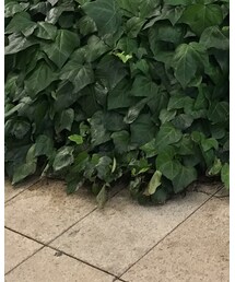 Lenabrace | ピアス（両耳用）