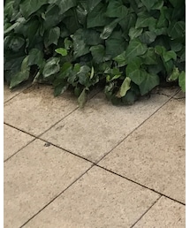 Lenabrace | ネックレス