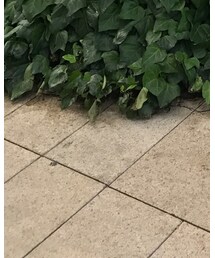 MACPHEE | Tシャツ/カットソー