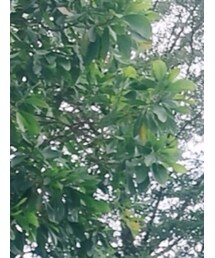 Sunnies Studios | サングラス