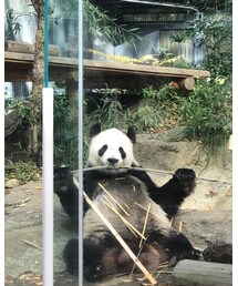 上野動物園🐼 | その他
