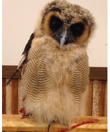 ♡オオ三郎♡ | その他