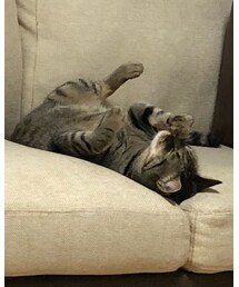 ぐぅだら過ぎやしませんか??? | その他