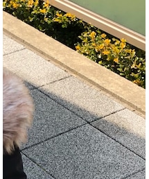 devirock | パーカー