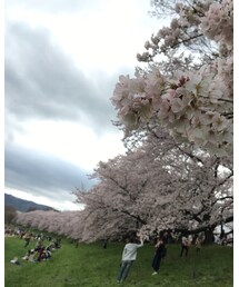 京都 桜満開のトンネル1.4km | その他