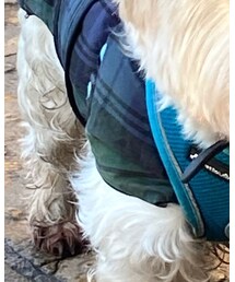 わからん | ワンピース/ドレス